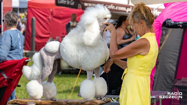 Owczarek podhalański oraz belgijski, a także ogar polski, yorkshire terrier, mops, buldog francuski czy pudel duży i miniaturowy - to tylko kilka wybranych ras, jakie można oglądać na terenie lotniska Aeroklubu Szczecińskiego w ramach 25. Międzynarodowej Wystawy Psów Rasowych.