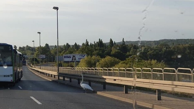 Po godz. 8 kierowcy mieli kłopot z płynnym przejazdem w stronę prawobrzeżnego Szczecina. Na Moście Pionierów były niecodzienne utrudnienia. Omijajmy prawy pas jezdni - ostrzegali słuchacze Radia Szczecin.