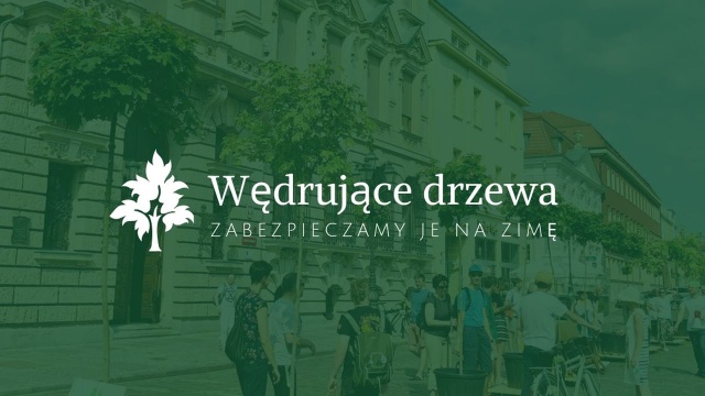 Szczecińskie drzewa ruszą w ostatniej w tym roku paradzie. Chodzi o rośliny w donicach, które od kilku miesięcy krążą po mieście.