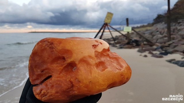 Ponad pół kilograma ważył bursztyn znaleziony na kołobrzeskiej plaży. Na znalezisko trafił pan Grzegorz, mieszkaniec miasta.