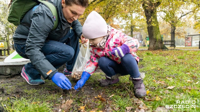5 tysięcy krokusów posadzili w sobotę rano mieszkańcy Szczecina przy Bramie Portowej.