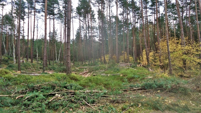 Kluczowa dla Świnoujścia inwestycja postępuje zgodnie z planem. Obecnie na terenie budowy trwa rozpoznanie saperskie.