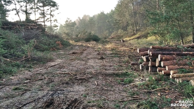 Prace związane z budową tunelu w Świnoujściu przebiegają zgodnie z planem. Rozpoczęła się już budowa drogi dojazdowej oraz przygotowanie zaplecza kontenerowego dla obsługi inwestycji.