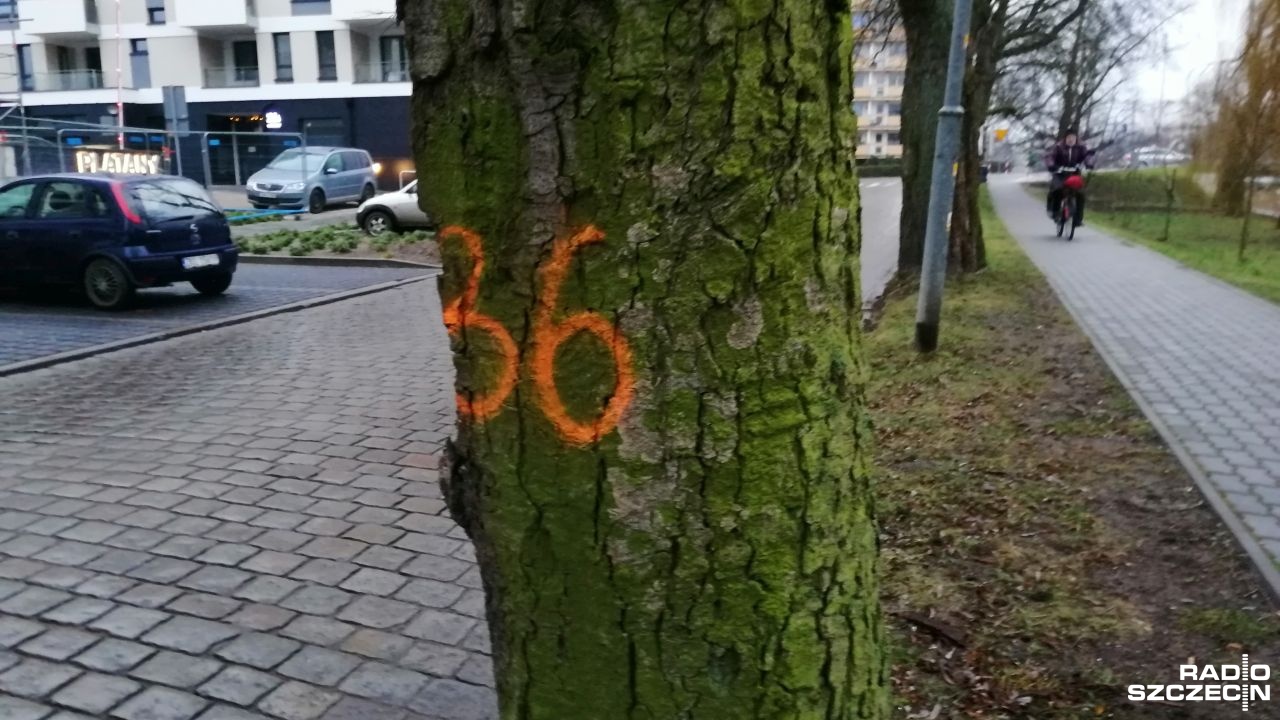 Wycinka drzew w centrum Kołobrzegu będzie kontynuowana.