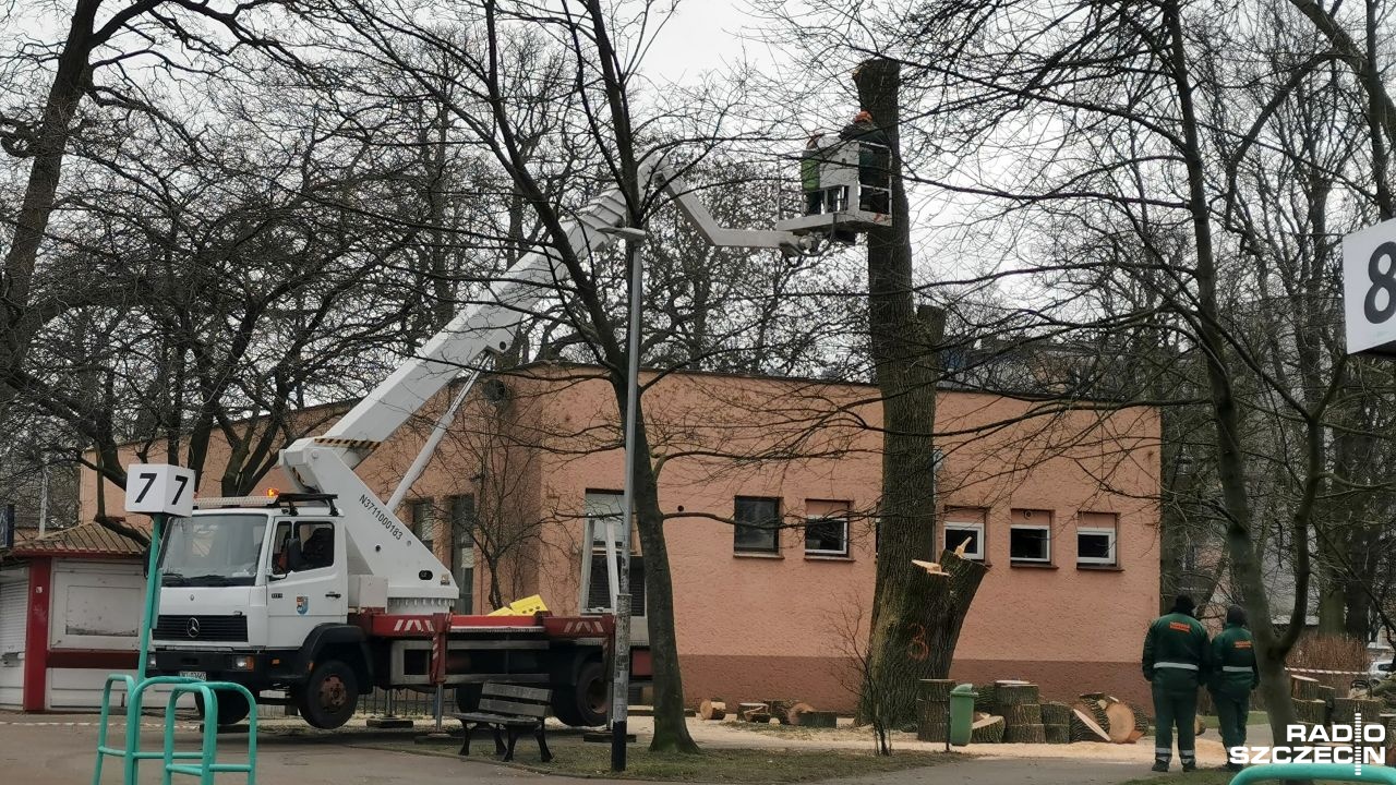 Do miejscowego magistratu wpłynęło pismo od mieszkanki, która oczekuje od urzędników wstrzymania prac związanych z usuwaniem drzew w centrum miasta. O planach kołobrzeskiego magistratu informowaliśmy w niedzielę.