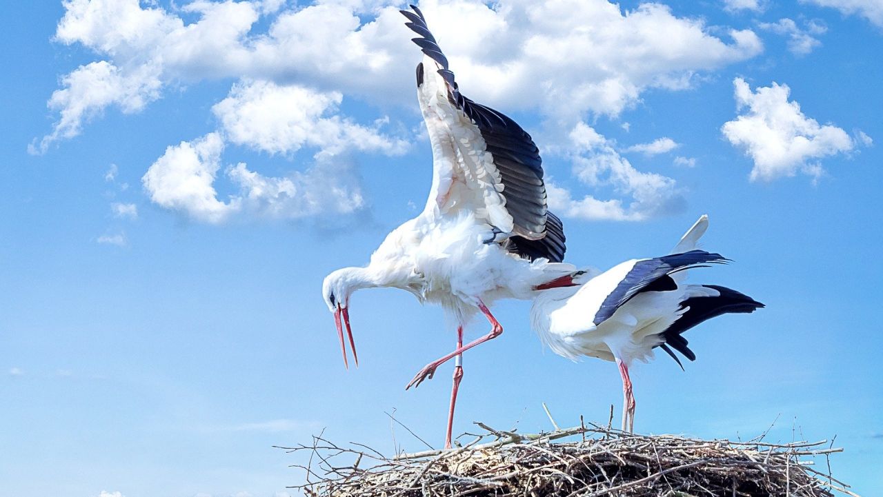 Wojna na Bliskim Wschodzie zagraża ptakom wędrownym. Tamtędy prowadzi jeden z najbardziej uczęszczanych szlaków ptasich migracji
