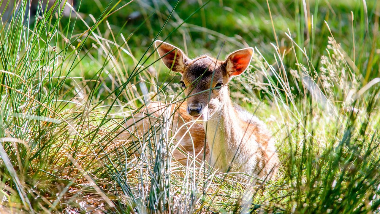Stargard przedłużył umowę na opiekę nad dzikimi zwierzętami, które pojawiają się na terenie miasta.
