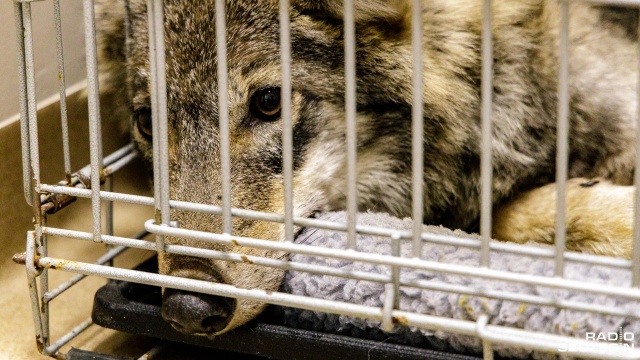 Fot. Robert Stachnik [Radio Szczecin] Wilk pacjentem przychodni weterynaryjnej w Szczecinie [ZDJĘCIA]