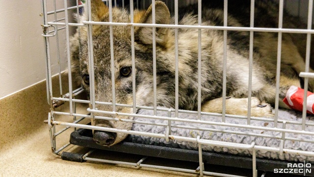 Fot. Robert Stachnik [Radio Szczecin] Wilk pacjentem przychodni weterynaryjnej w Szczecinie [ZDJĘCIA]