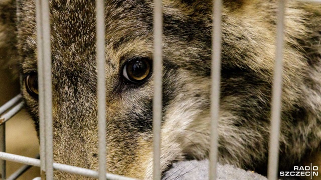 Fot. Robert Stachnik [Radio Szczecin] Wilk pacjentem przychodni weterynaryjnej w Szczecinie [ZDJĘCIA]
