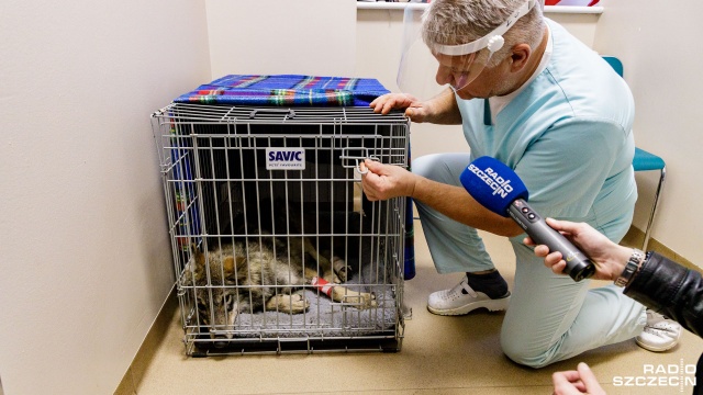 Fot. Robert Stachnik [Radio Szczecin] Wilk pacjentem przychodni weterynaryjnej w Szczecinie [ZDJĘCIA]