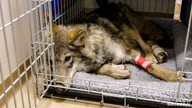 Fot. Robert Stachnik [Radio Szczecin] Wilk pacjentem przychodni weterynaryjnej w Szczecinie [ZDJĘCIA]