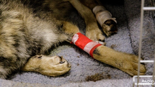 Fot. Robert Stachnik [Radio Szczecin] Wilk pacjentem przychodni weterynaryjnej w Szczecinie [ZDJĘCIA]