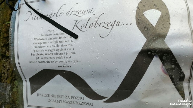 W Kołobrzegu trwa wycinka drzew. To efekt przeprowadzonych przez miasto badań nad drzewostanem, które wykazały, że część z nich, rosnących przy drogach i chodnikach, jest chora.