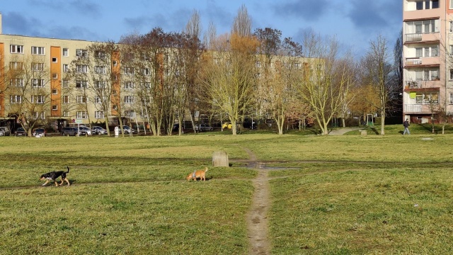 Nowy park powstanie w Szczecinie między ulicami Zawadzkiego-Marlicza-Szafera. Agencja Rozwoju Metropolii Szczecińskiej przekazała Zakładowi Usług Komunalnych teren pod budowę. Znajdzie się on na tzw. Psiej polanie.