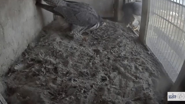 Jeśli już przeczytaliście zaległe książki, obejrzeliście filmy, na które od dawna nie mieliście czasu i teraz brakuje Wam pomysłu na zajęcie w okresie odosobnienia: natura przynosi rozwiązanie.