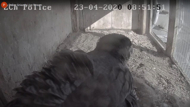 W środę, dokładnie w Międzynarodowym Dniu Ziemi samica rybołowa z Puszczy Barlineckiej zniosła trzecie jajo. Ptaki można podglądać dzięki kamerze umieszczonej przy gnieździe.