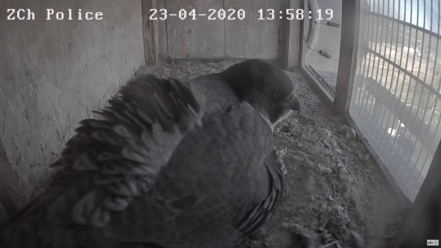 Pierwszy sokół w gnieździe na kominie zakładów chemicznych w Policach wykluł się z jaja w terminie - niemal co do godziny - przewidzianym przez ornitologów.