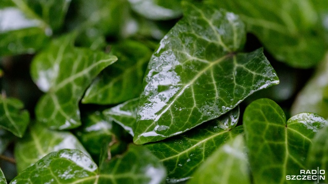 Z prognoz Instytutu Meteorologii i Gospodarki Wodnej wynika, że opadów można się spodziewać w poniedziałek i we wtorek. Szczególnie na zachodzie kraju.