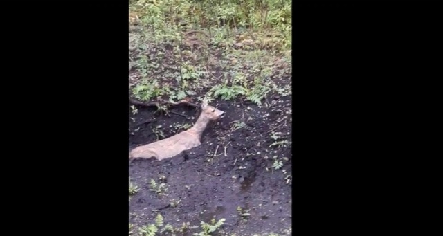 Leśnicy z Gryfic uratowali sarnę, zwierzę utknęło w trzęsawisku.