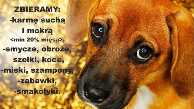 Gryfice zachęcają do pomocy bezdomnym zwierzętom. Trwa tam zbiórka dla czworonogów ze schroniska w Sosnowicach - w rejonie Kamienia Pomorskiego.