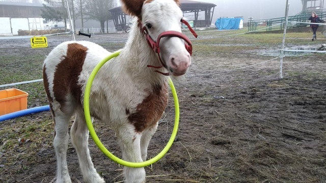 Źrebak o imieniu Monte, czyli uczelniany ogierek ZUT-u rośnie jak na drożdżach. Prawdopodobnie pod koniec roku będzie miał wyprawione urodziny, w których każdy będzie mógł wziąć udział.