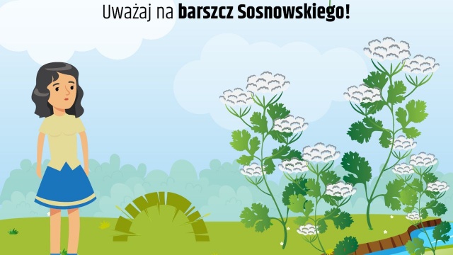 Można go pomylić z koprem lub arcydzięglem. Główny Inspektor Sanitarny apeluje, aby uważać na niebezpieczny barszcz Sosnowskiego.