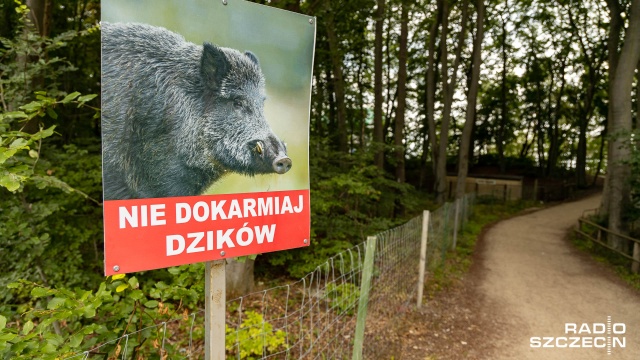 Dziki niszczą odnowione klomby miejskie i straszą turystów - władze Międzyzdrojów zastawiły na zwierzęta specjalne pułapki.
