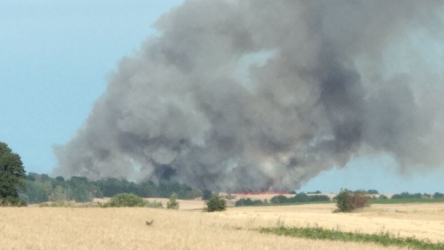 Trwa dogaszanie pożaru zboża na pniu w Cieszysławiu w powiecie pyrzyckim. Z ogniem walczyło 7 zastępów straży pożarnej.