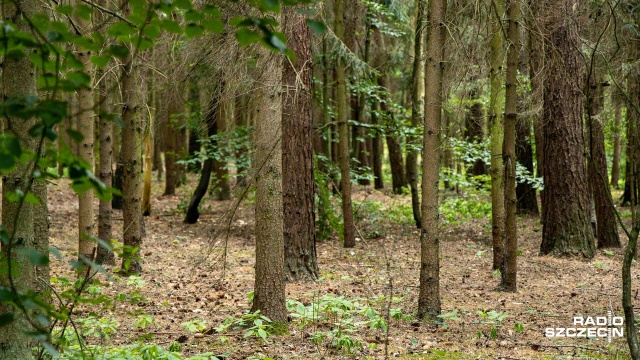 Kara za śmiecenie w lesie, zamiast 500, wyniesie nawet 5 tys. złotych. Do tego będzie więcej fotopułapek oraz dronów - resort środowiska przygotował projekt ustawy, który ma zmienić kodeks wykroczeń i podnieść kary za śmiecenie na terenach zielonych. Jednak zdaniem ekspertów Radia Szczecin na Wieczór, to może nie przynieść oczekiwanych rezultatów.