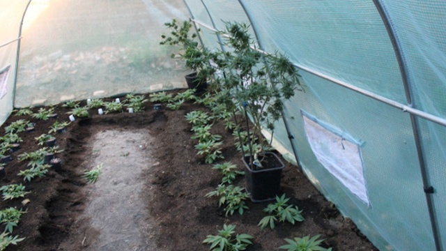 Policjanci z Choszczna i Szczecina zlikwidowali plantację marihuany. Mundurowi zabezpieczyli 136 krzaków konopi indyjskich oraz suszu roślinnego o wadze ponad 4 kilogramów.
