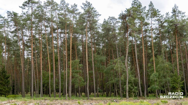 Starożytne groby odkryli archeolodzy w lesie w okolicy Czaplinka. To trzy kurhany i trzy kamienne kręgi pozostawione przez Gotów.