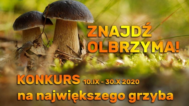 Znajdź olbrzyma Nadleśnictwo Resko rzuca wyzwanie wszystkim grzybiarzom w regionie i ogłasza konkurs na największego grzyba.