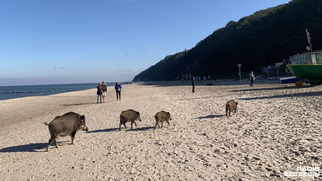 Nieuchwytna pozostaje locha z trójką młodych, która lubi pokazywać się na plaży w okolicach bazy rybackiej i Wolińskiego Parku Narodowego.