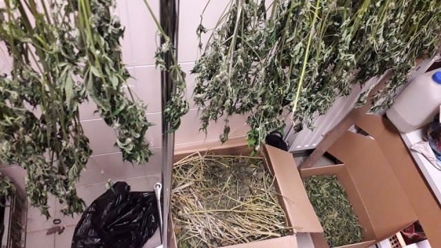 W wynajmowanym mieszkaniu miał plantację marihuany - 22-latek najbliższe trzy miesiące spędzi w areszcie.