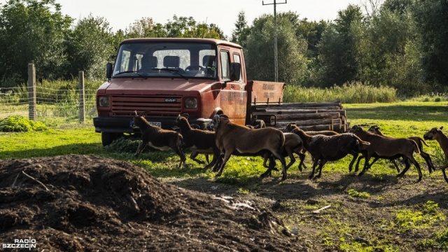 Kto zagryza owce w okolicach Morynia Na to pytanie będą próbować odpowiedzieć miejscowi eksperci, bo poszkodowani gospodarze nie mają wątpliwości, że zwierzęta gospodarskie zaatakowały wilki.