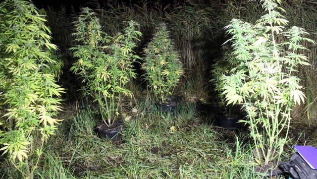 Plantator konopi indyjskich wpadł, gdy doglądał uprawy. 35-latka na gorącym uczynku przyłapali policjanci z Koszalina.