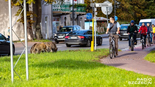 Zaczęła się jesienna akcja odławiania dzików w Świnoujściu.
