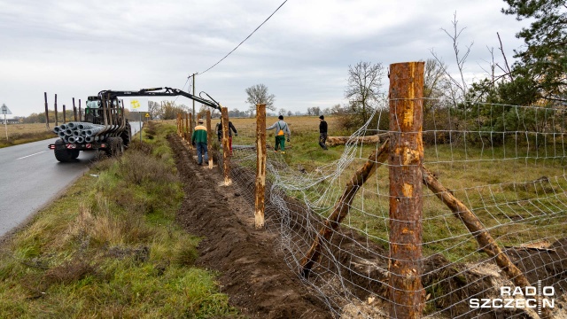 Powstaje płot na południowej granicy województwa zachodniopomorskiego. Powód: ASF czyli wirus afrykańskiego pomoru świń.