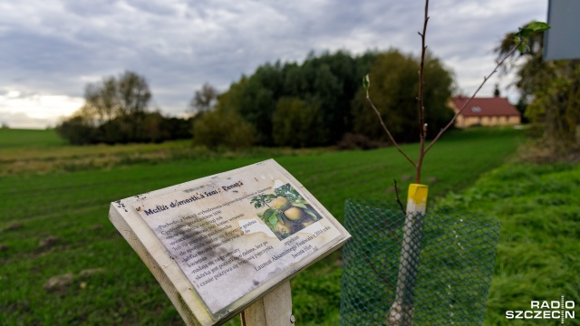 Mieszkańcy Mirowa w gminie Moryń zasadzili blisko 60 drzew owocowych starych odmian. Od ponad dwóch lat powstaje tu oryginalny projekt, czyli Aleja Gwiazd Polskich Sadów.