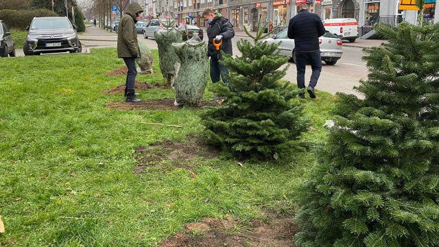 Ubierzmy choinki wspólnie - zachęca Stargardzkie Centrum Kultury. Przed budynkiem pojawiło się kilka drzewek.