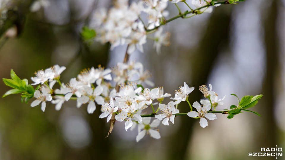 Fot. Robert Stachnik [Radio Szczecin]