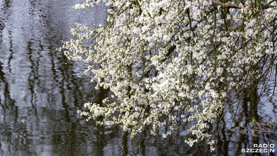 Fot. Robert Stachnik [Radio Szczecin]