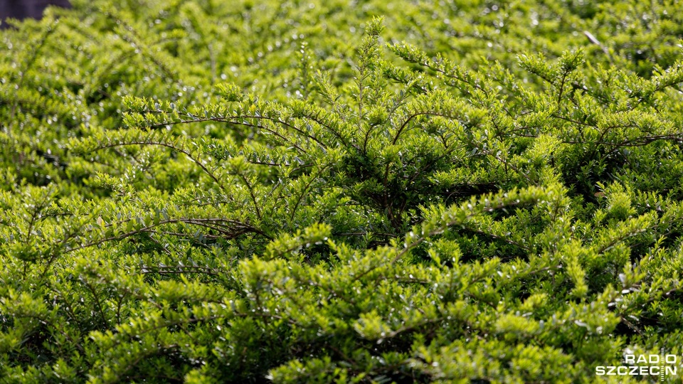 Fot. Robert Stachnik [Radio Szczecin]