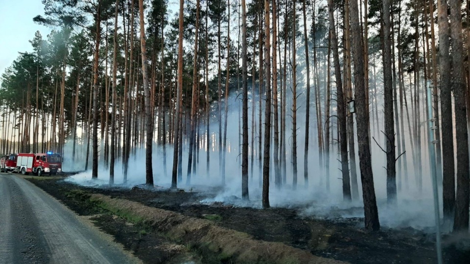 Fot. Regionalna Dyrekcja Lasów Państwowych w Szczecinie