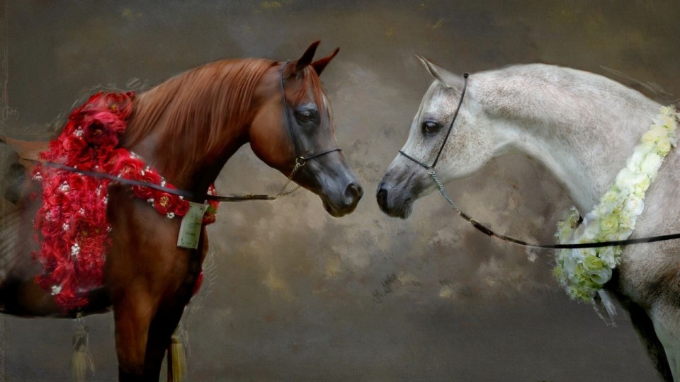 Konie czystej krwi arabskiej. Fot. pixabay.com / kudybadorota (CC0 domena publiczna)