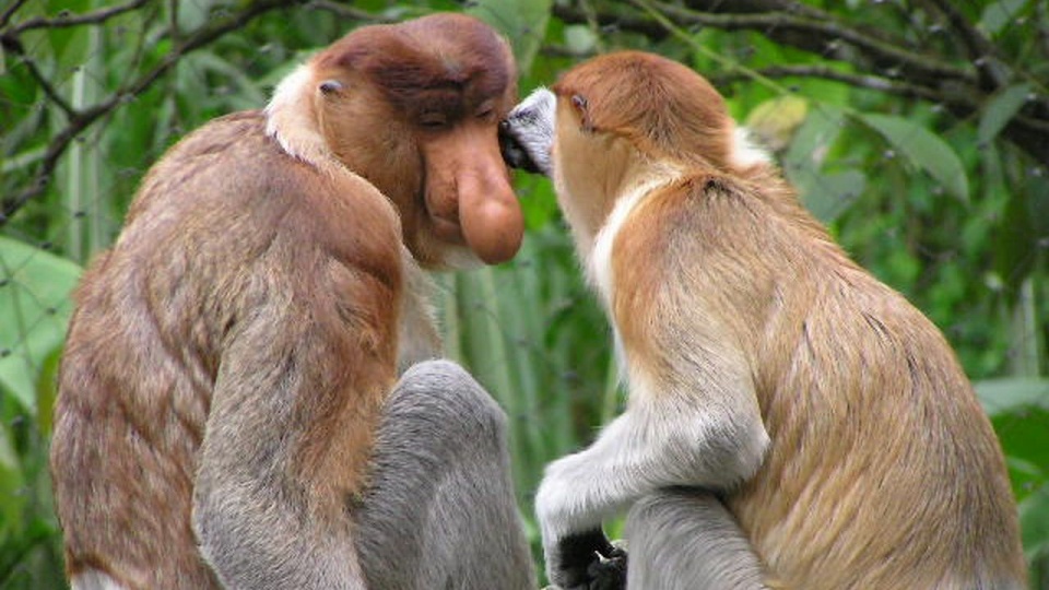 Nosacze sundajskie to małpy, które w internetowych memach najczęściej odgrywają role Janusza i Grażyny. źródło: https://pl.wikipedia.org/wiki/Nosacz_sundajski.