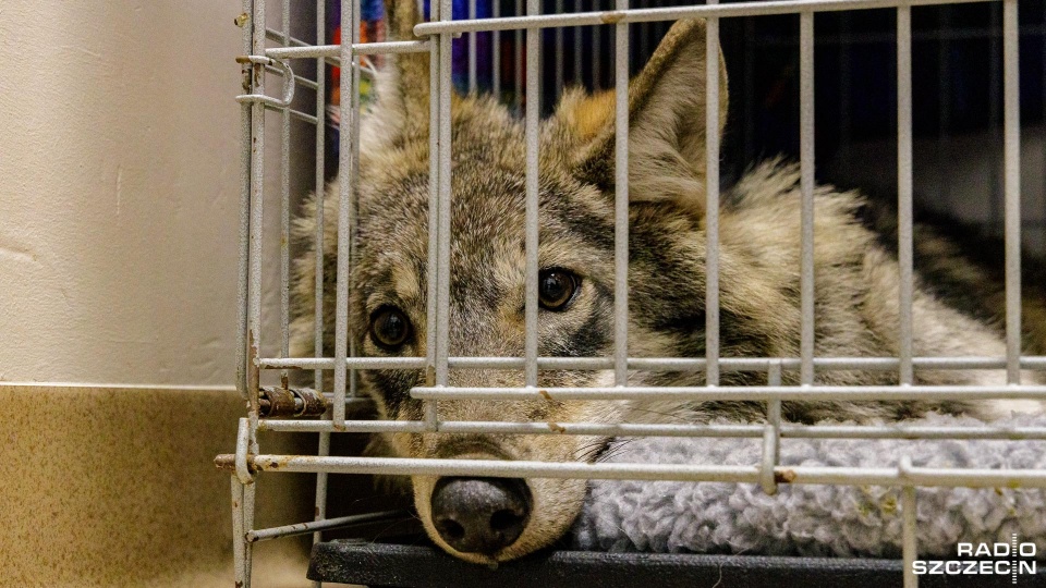 Fot. Robert Stachnik [Radio Szczecin]