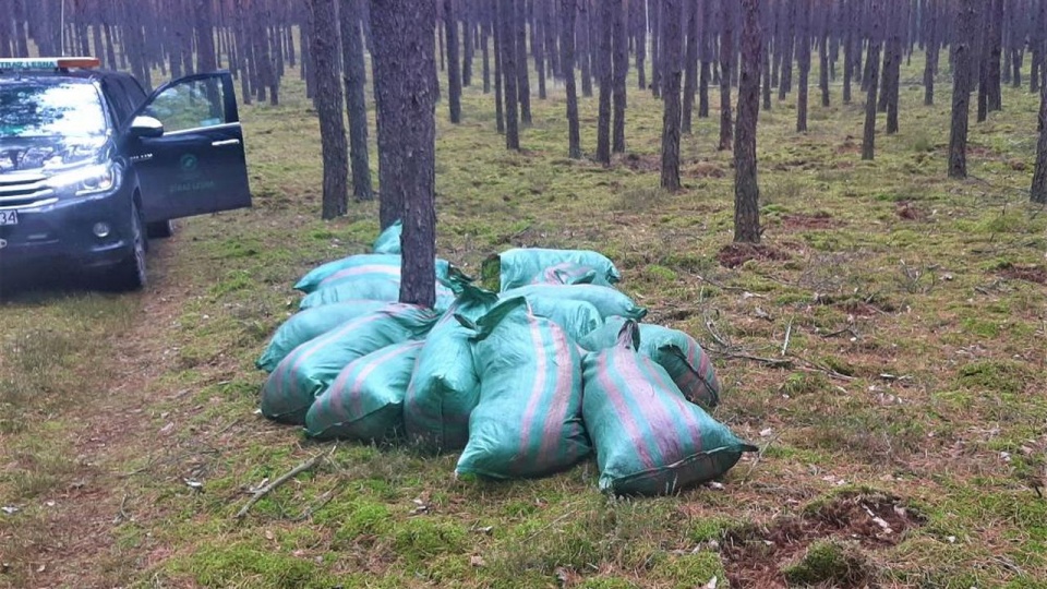 Podczas rutynowego patrolu leśnicy natknęli się na 16 wielkich worków wyładowanych po brzegi mchem. źródło: https://www.szczecin.lasy.gov.pl/