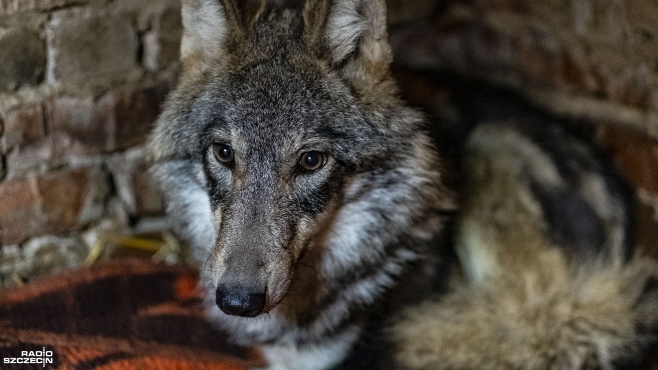 Fot. Wojciech Ochrymiuk [Radio Szczecin]